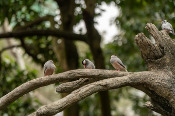 Tropical birds