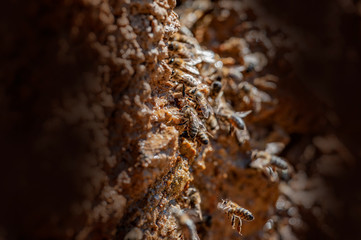 honey bees drinking water on rock in hot summer - bees - (Apis mellifera) close up