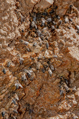 honey bees drinking water on rock in hot summer - bees - (Apis mellifera) close up