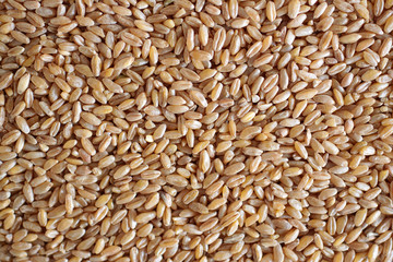 Frischer gereinigter Weizen 