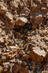 honey bees drinking water on rock in hot summer - bees - (Apis mellifera) close up