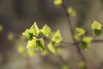Leaves on a rwig spring bloom in the forest. Moscow region