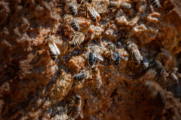 honey bees drinking water on rock in hot summer - bees - (Apis mellifera) close up