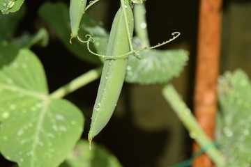 pea pod in garden