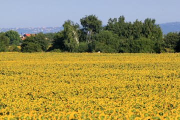 Field with sunflowers in the vicinity of Varna (Bulgaria)