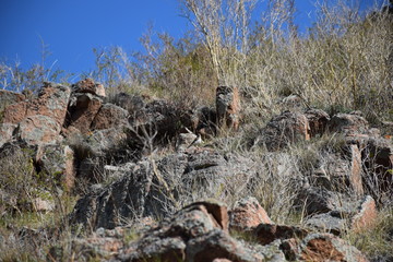 Near the Uybat river.Khakassia.