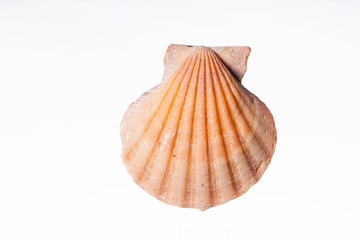 Clam Shell - Isolated Marine Life