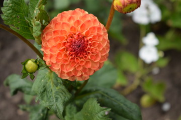 orange flower in the garden