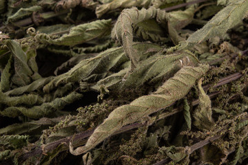 Dried nettle on a black kitchen table. Dry leaves of nettles bound in a bunch.