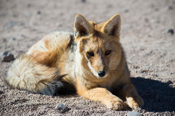 Wild Andean fox in desert Altiplano - Bolivia.