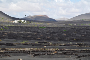 Vineyard on black volcanic soil in Lanzarote, La Geria. Canary Islands, Spain	