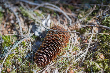 Gorgeous close up view of brown pine cone isolated on blue moss. Beautiful nature backgrounds.	