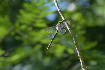 La libellula, dalle grandi ali luccicanti,ferma sul ramo dell'albero