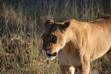 a female lion walking through the Moremi Game Reserve and enjoying the sunrise