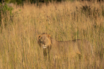 a male lion walking through the Moremi Game Reserve and enjoying the sunrise