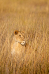 a female lion walking through the Moremi Game Reserve and enjoying the sunrise