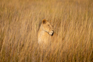 a female lion walking through the Moremi Game Reserve and enjoying the sunrise