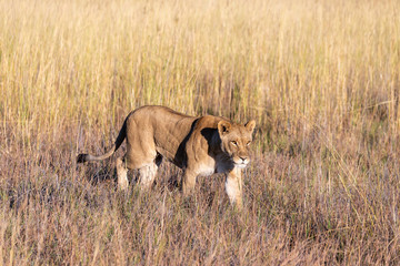 a female lion walking through the Moremi Game Reserve and enjoying the sunrise