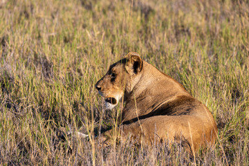 Obraz na płótnie Canvas a female lion walking through the Moremi Game Reserve and enjoying the sunrise