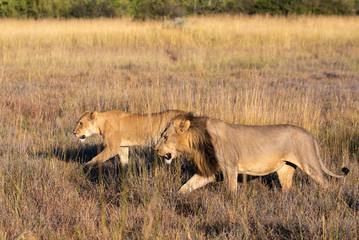 Fototapeta na wymiar a couple of a male and a female lion walking through the Moremi Game Reserve and enjoying the sunrise
