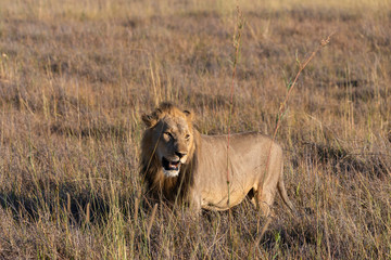 a male lion walking through the Moremi Game Reserve and enjoying the sunrise