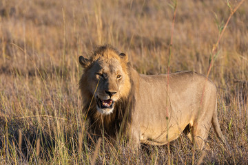 a male lion walking through the Moremi Game Reserve and enjoying the sunrise