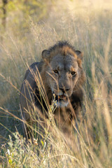 Obraz na płótnie Canvas a male lion walking through the Moremi Game Reserve and enjoying the sunrise
