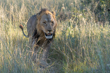 a male lion walking through the Moremi Game Reserve and enjoying the sunrise