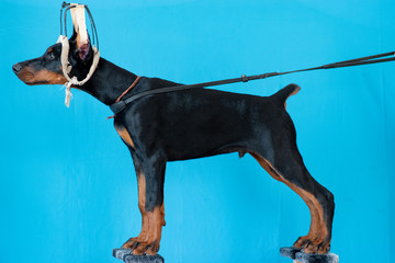 Doberman posing in a  puppy