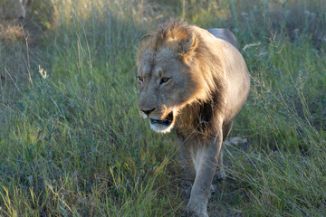 Obraz na płótnie Canvas a male lion walking through the Moremi Game Reserve and enjoying the sunrise