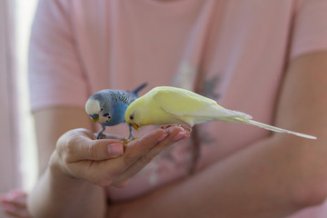 Wavy parrots eat with human hands. Pets