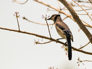 Blue jay bird on branch