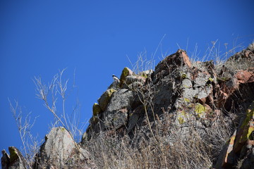 Near the Uybat river.Khakassia.