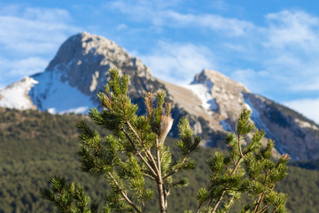 Pine detail with Pedraforca mountain landscape background