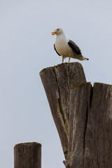 lonely seagull on top of stockade