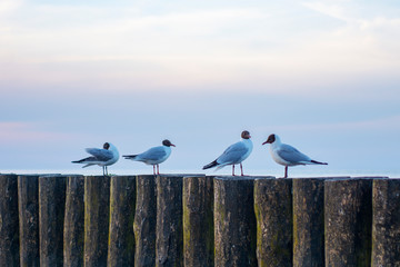 Birds are sitting on a wooden breakwater. A flock of seagulls are sitting on breakwaters in the sea on a sunny day.Seagulls in the Baltic Sea.