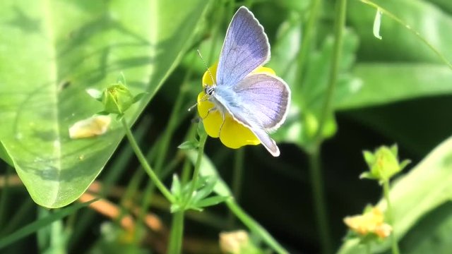 farfalla su fiore prealpino