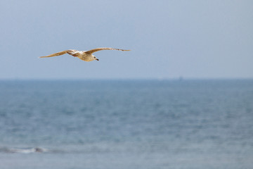 seagull flying on the beach