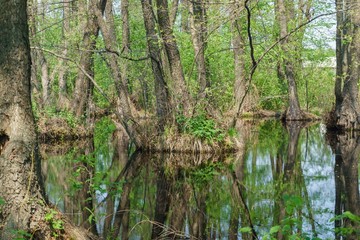 tree in the forest with swamp