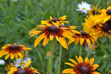 Bright yellow flowers rudbeckia in the garden.