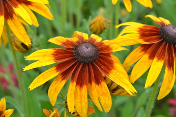 Bright yellow flowers rudbeckia in the garden