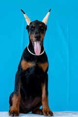 Doberman posing in a  puppy