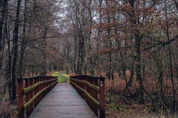 Wooden walkway with rain walking away in the middle of forest