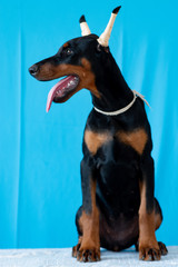 Doberman posing in a  puppy