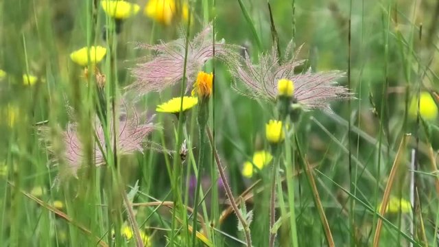 suoni fiori colori del pascolo prealpino