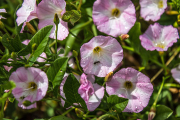 Decorative composition with rusty door lock and purple bell flowers