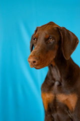 Doberman posing in a  puppy