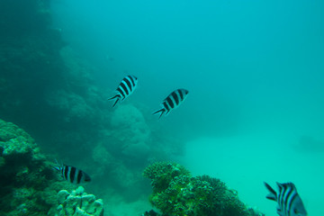 tropical fish in the sea