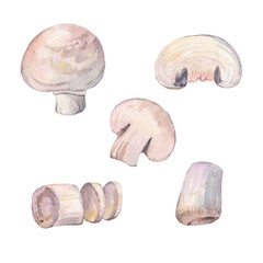 Fototapeta na wymiar watercolor set with mushrooms 2