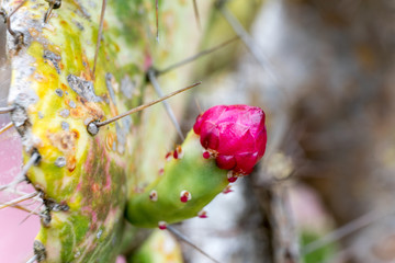 Madeira - Botanischer Garten: Kaktusblüte